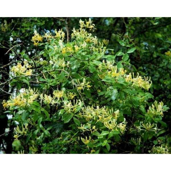 Lonicera japonica