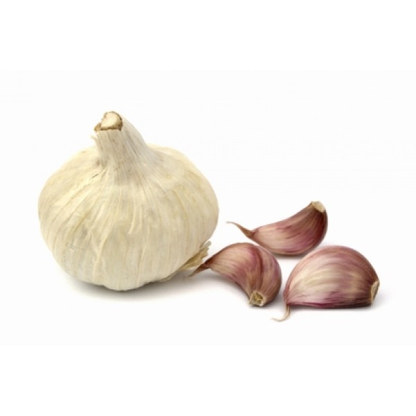 Alium sativum Alium sativum