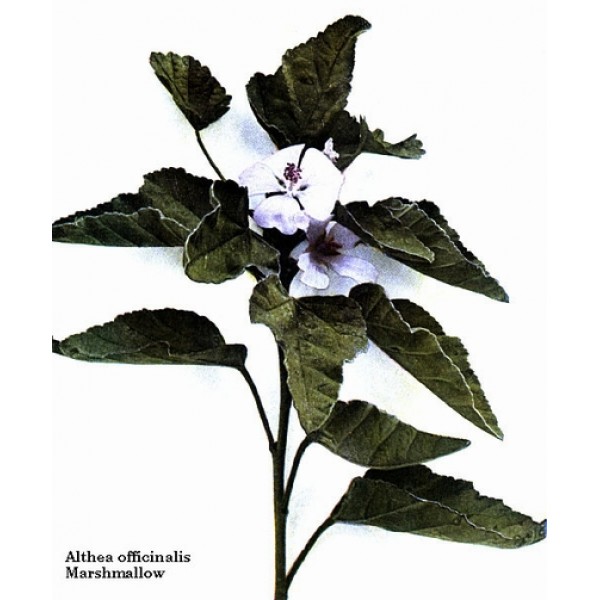Marrubium vulgare Marrubium vulgare