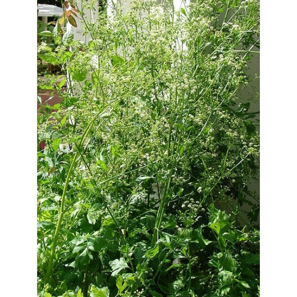 Apium graveolens Apium graveolens