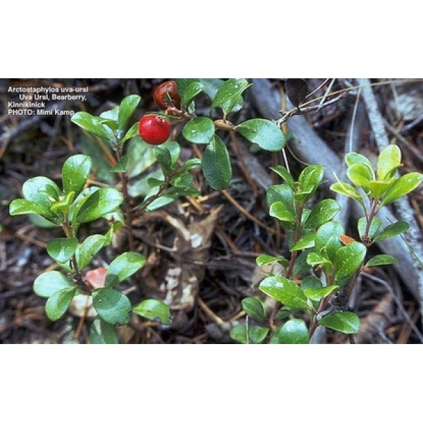 Arctostaphylos uva–ursi Arctostaphylos uva–ursi
