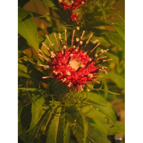 Atractylodes lancea Atractylodes lancea