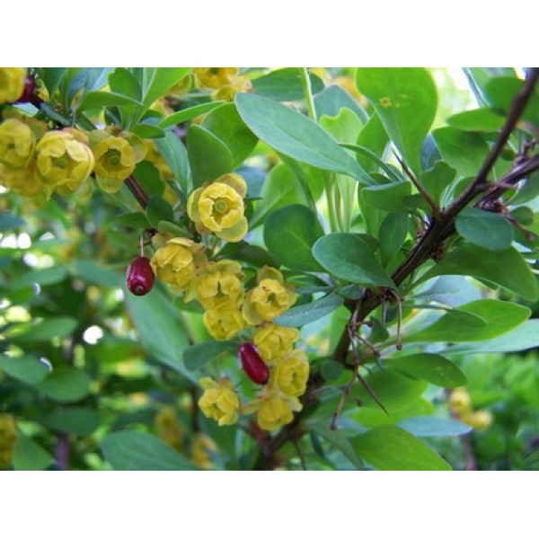 Berberis vulgaris