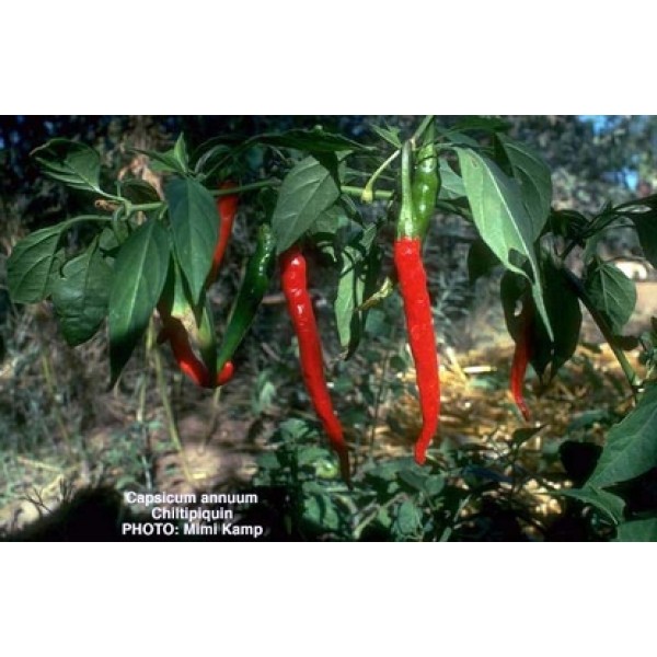 Capsicum spp. Capsicum spp.