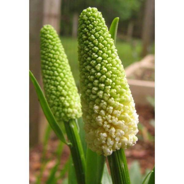 Chamaelirium lutea