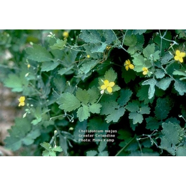 Chelidonium majus