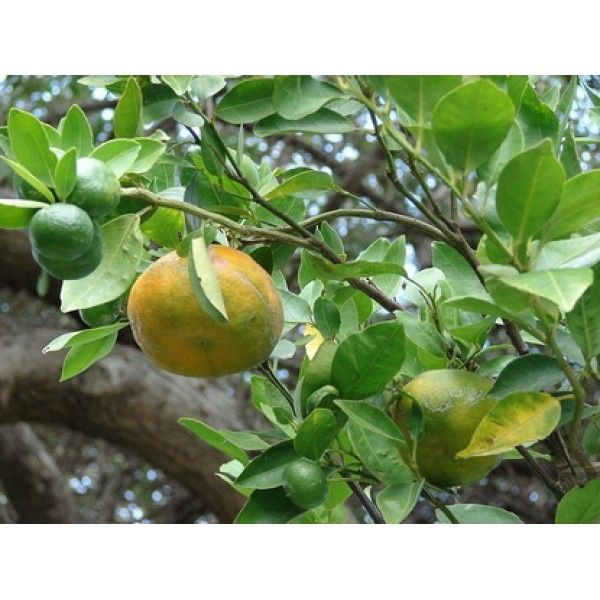 Citrus reticulate Citrus reticulate
