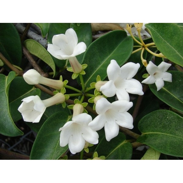Marsdenia condurango Marsdenia condurango
