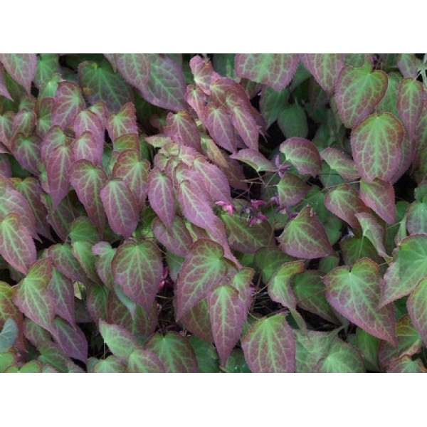 Epimedium grandiflorum