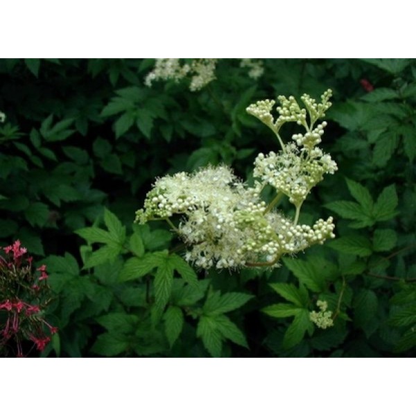 Filipendula ulmaria Filipendula ulmaria