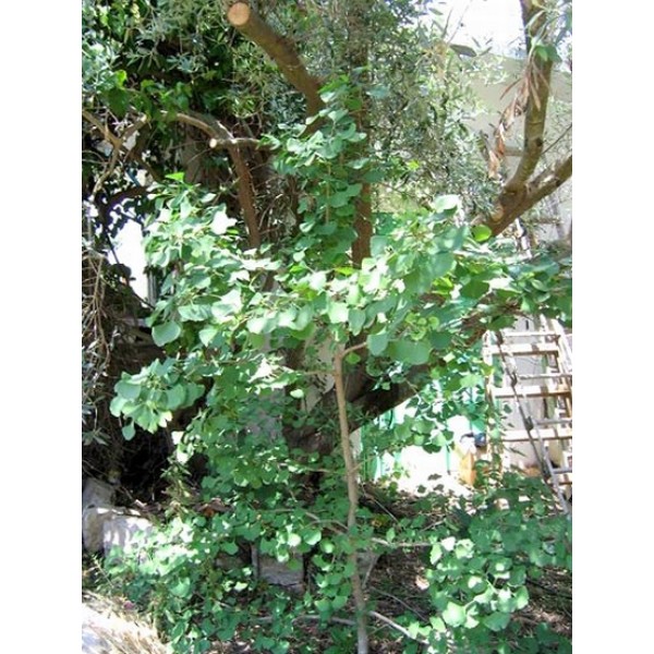 Ginkgo biloba Ginkgo biloba