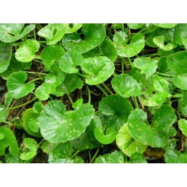 Centella (Hydrocotyl) asiatica