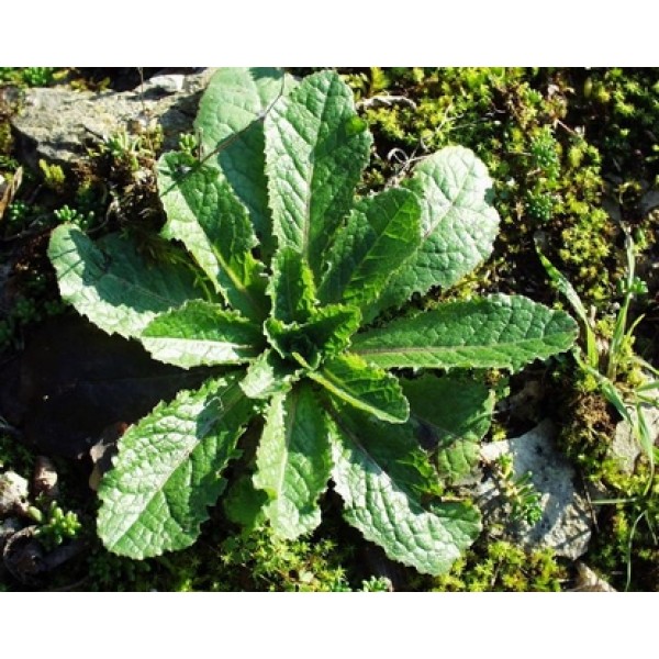Lactuca spp Lactuca spp