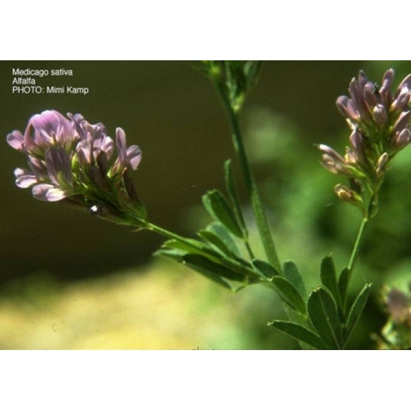 Medicago sativa Medicago sativa