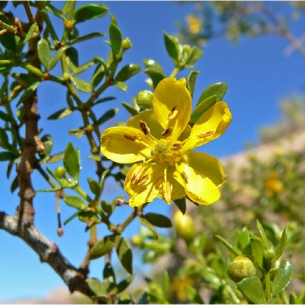 Larrea mexicana Larrea mexicana