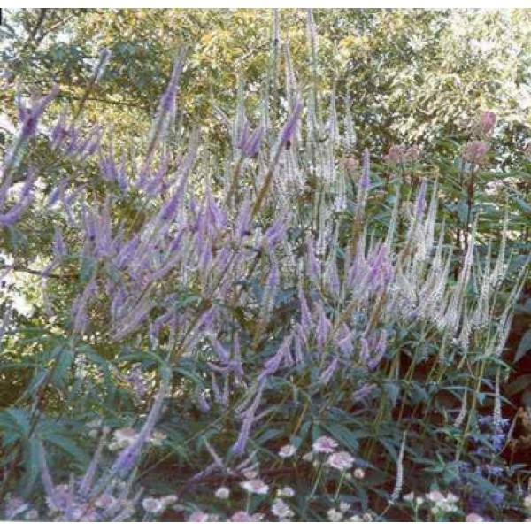 Leptandra virginica Leptandra virginica