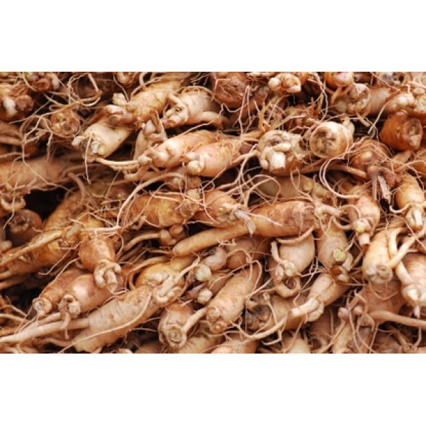 Panax ginseng