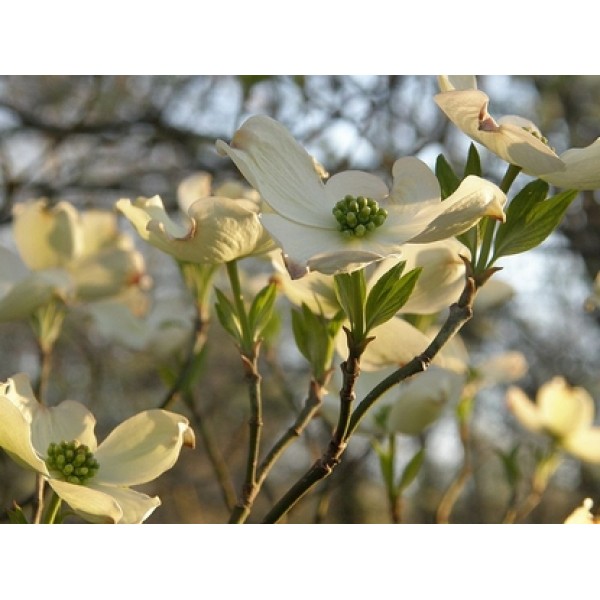 Piscidia erythrina Piscidia erythrina