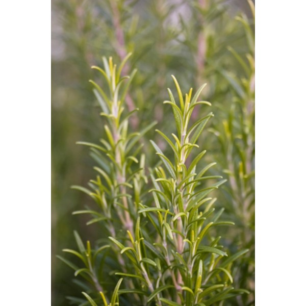 Rosmarinus officinalis Rosmarinus officinalis