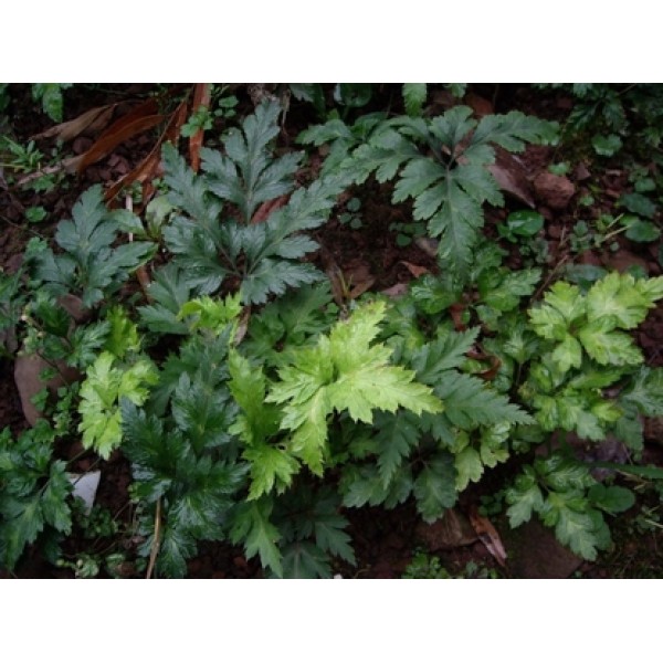 Coptis chinensis