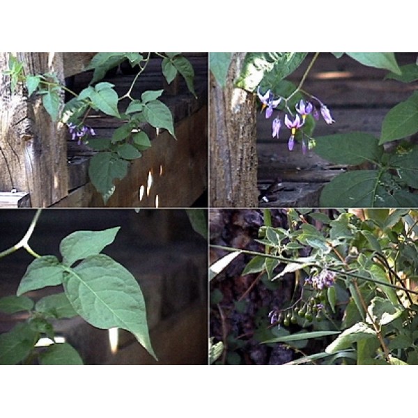 Solanum dulcamara Solanum dulcamara