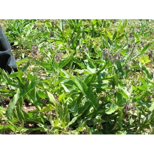 Symphytum officinalis Symphytum officinalis