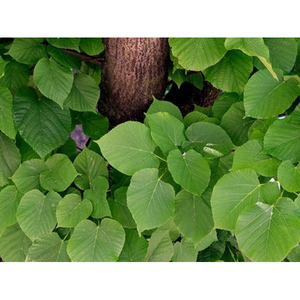Tilia europea