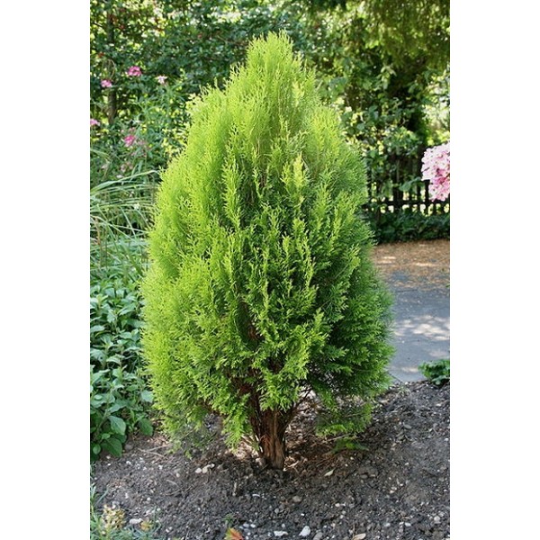 Thuja occidentalis