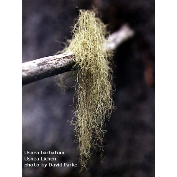 Usnea spp. Usnea spp.