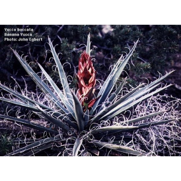 Yucca filimentosa