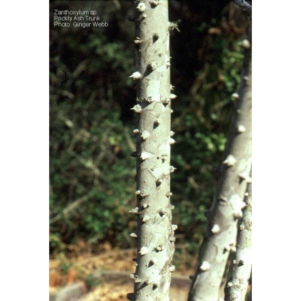 Zanthoxylum spp Zanthoxylum spp