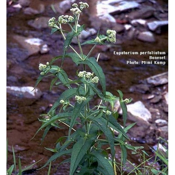 Eupatorium perfoliatum Eupatorium perfoliatum