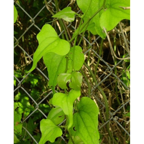 Smilax spp Smilax spp