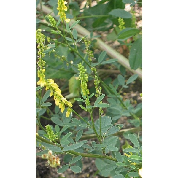 Melilotus officinalis Melilotus officinalis