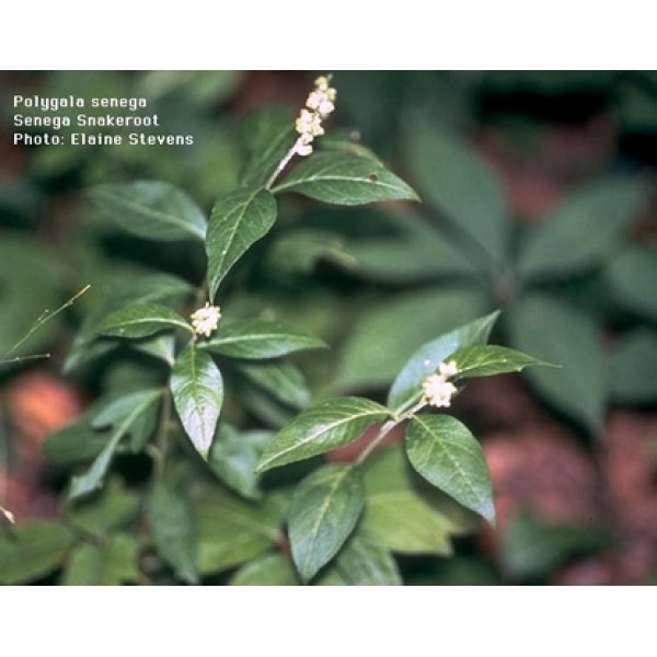 Polygala senega Polygala senega