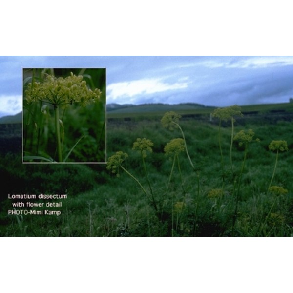 Lomatium dissectum
