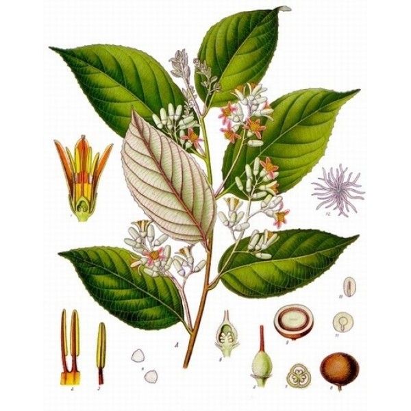 Styrax benzoin Styrax benzoin