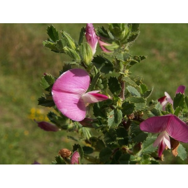 Ononis spinosa Ononis spinosa