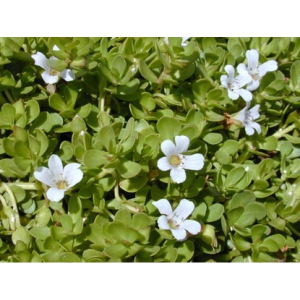 Bacopa monnieri Bacopa monnieri